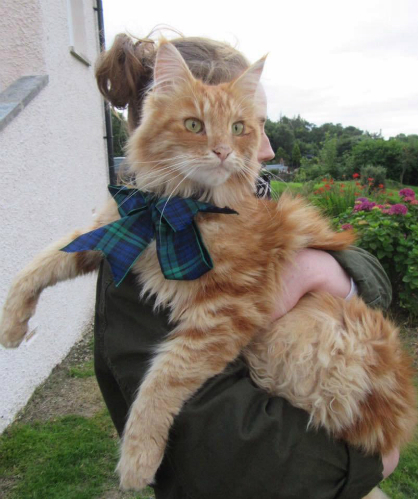 A small town in Scotland suddenly became crowded with tourists thanks to stray cats