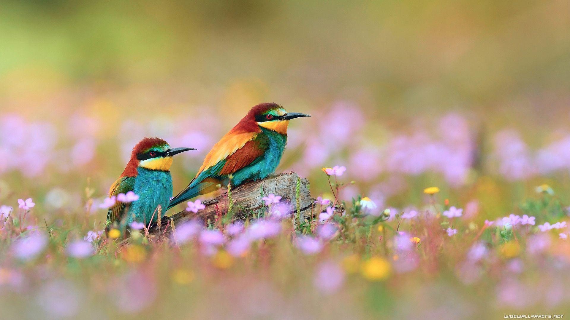 rainbow birds paint the sky in vibrant hues – The Daily Worlds