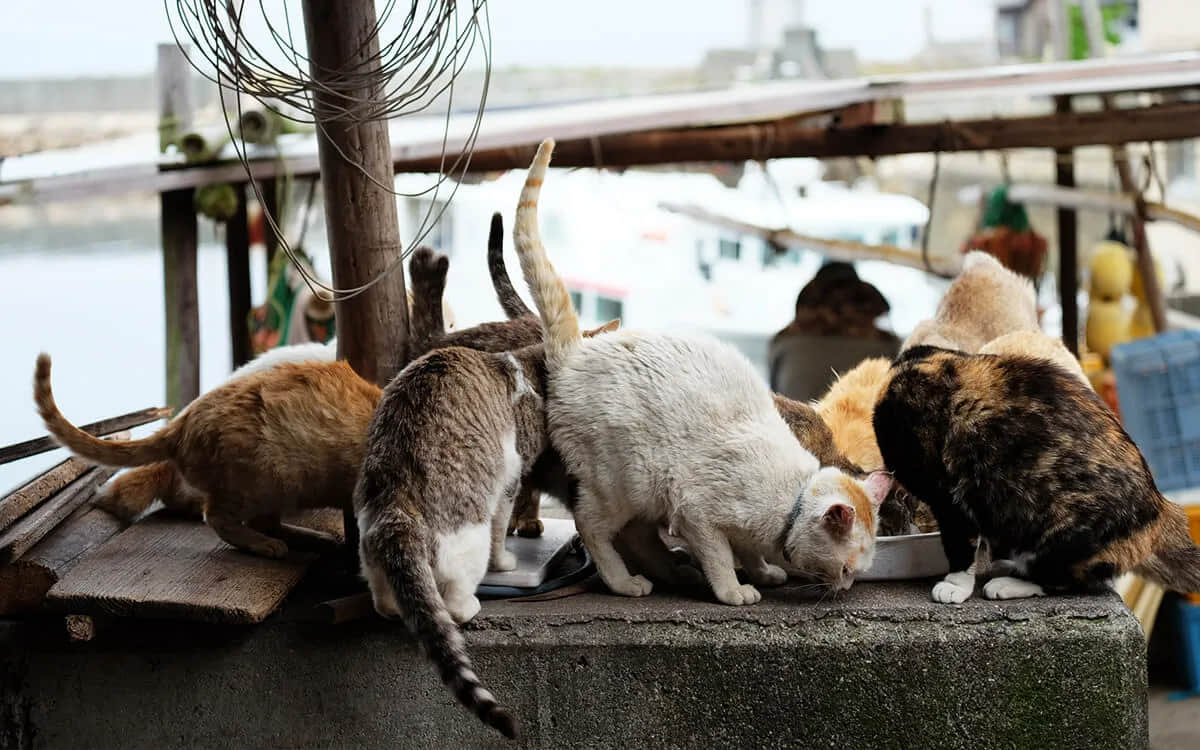 Cat paradise island in Japan