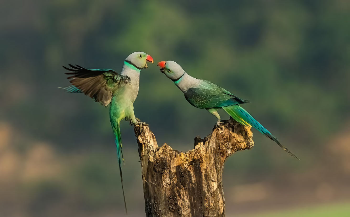 Malabar Parakeet Uncovered: A Vivid Tapestry of Nature's Brilliance