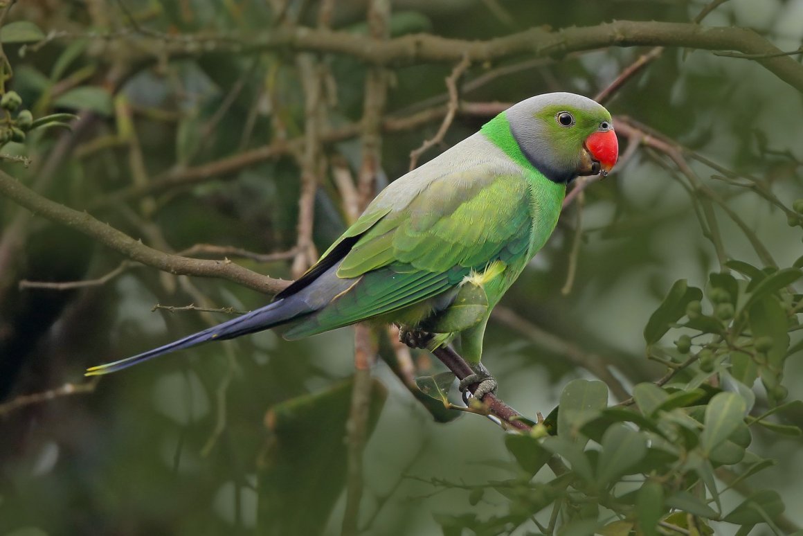 Malabar Parakeet Uncovered: A Vivid Tapestry of Nature's Brilliance