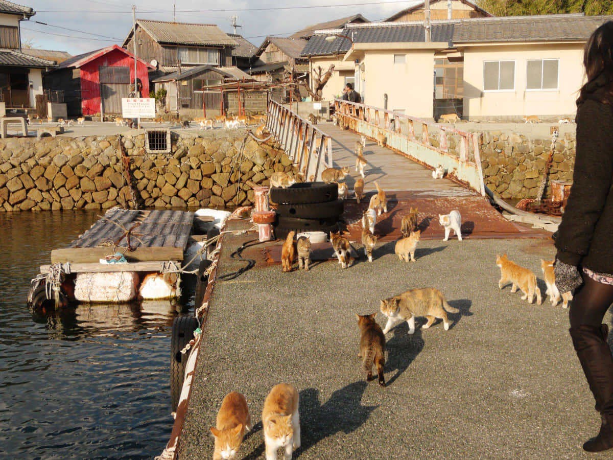 Cat paradise island in Japan