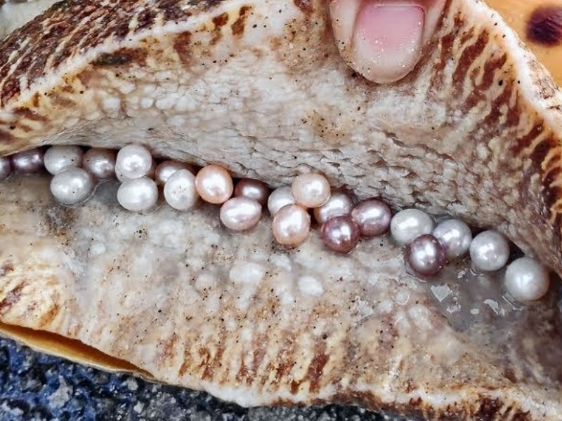 Exploring pearls found in large shells - Amazing United State