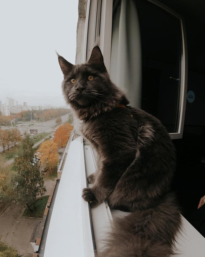 Meet Vincent, The Fluffy Maine Coon Cat Who Looks Like A Black Panther And Acts Like A Dog