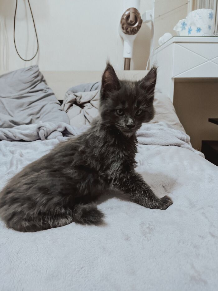 Meet Vincent, The Fluffy Maine Coon Cat Who Looks Like A Black Panther And Acts Like A Dog