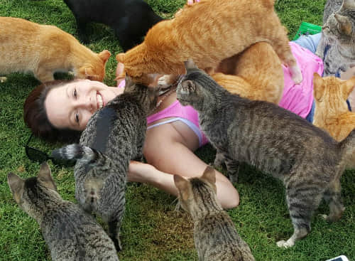 Paradise for more than 600 cats in Hawaii