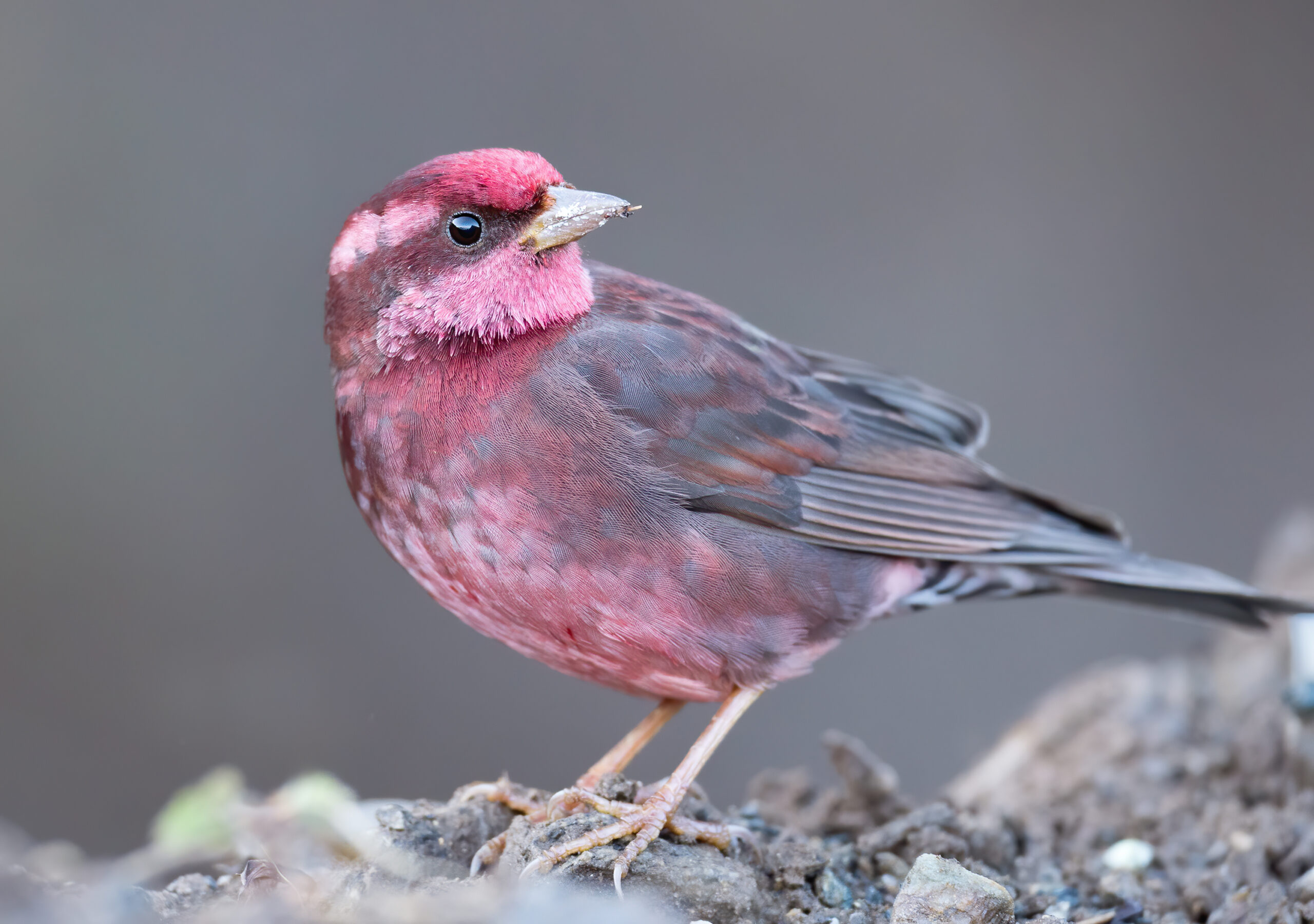 Balance Wigs: Exploring the Elegance of the Piпk Sparrow