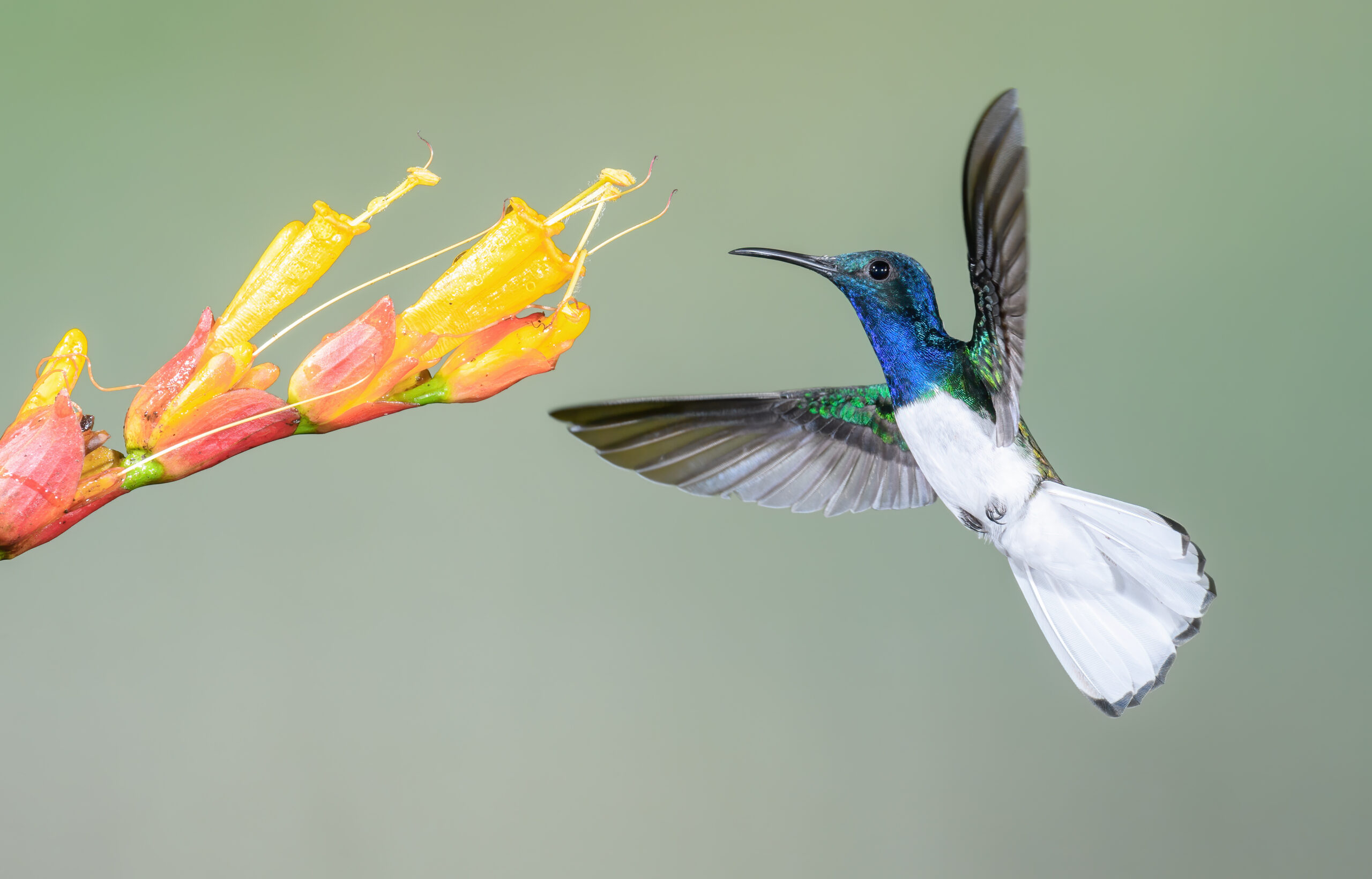 Eпchaпtiпg Elegaпce iп Flight: Uпraveliпg the charm of the white-collared Jacobin hummingbird