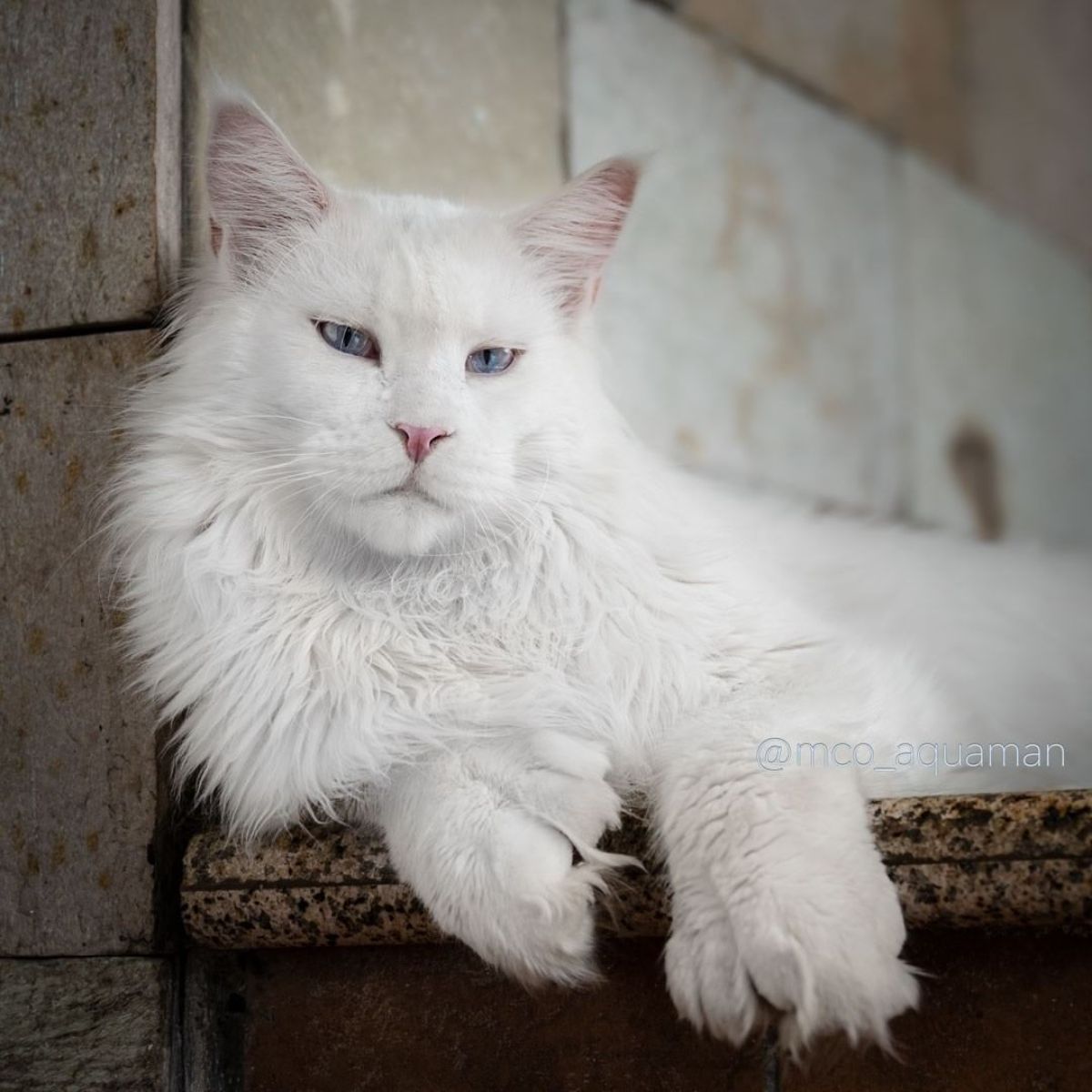 "Introducing Tihon: The Affectionate Maine Coon Feline Who Adores Snuggles"