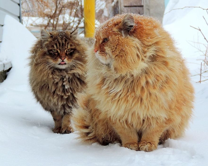 Siberian Cat