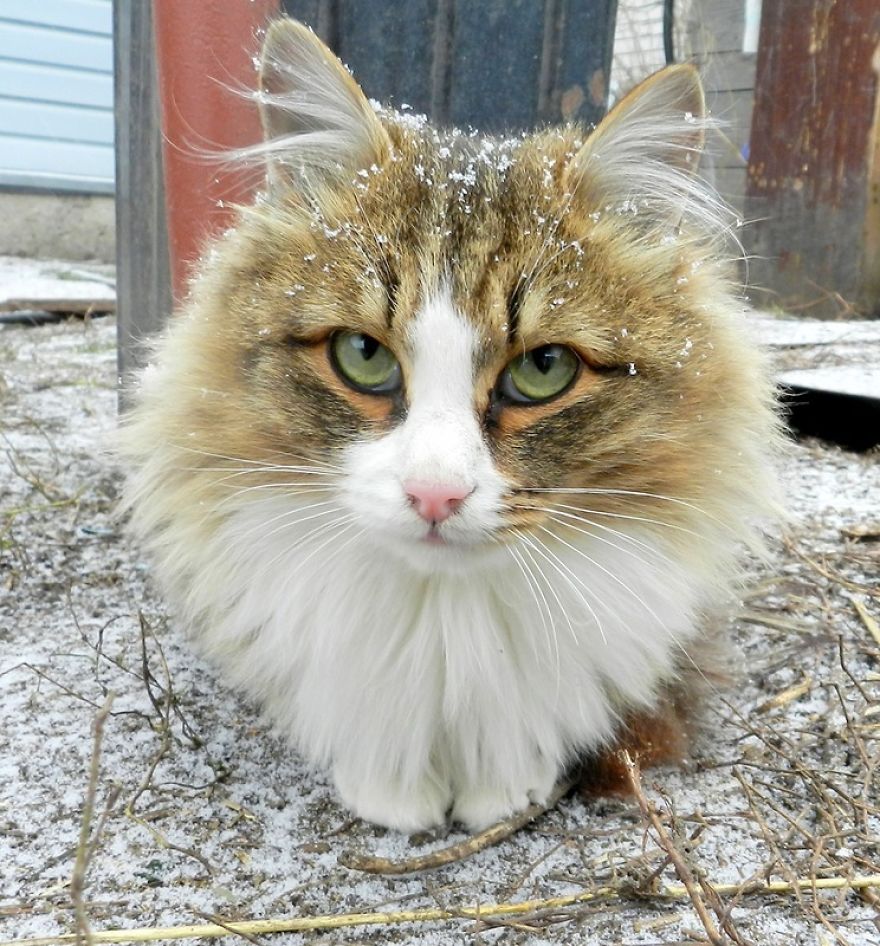 Siberian Cat