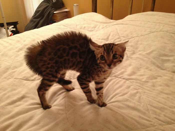 My New Bengal Kitten Meeting Our Other Cat For The First Time