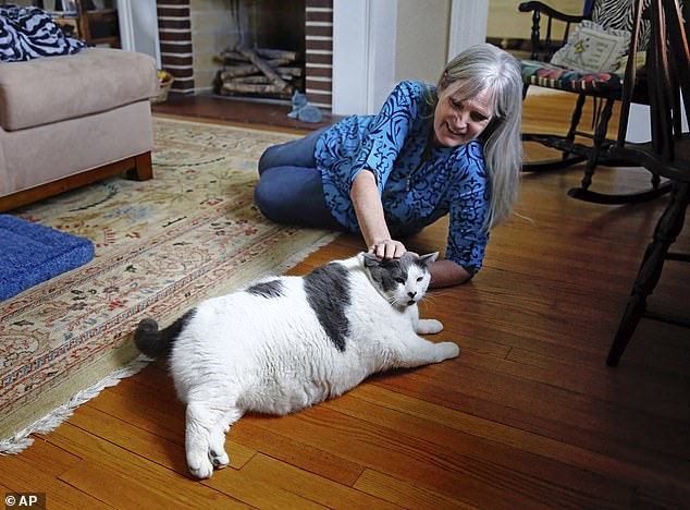 Pictured: Kay Ford pet her cat, Patches, at her home in Mechanicsville, VA., on April 24. The chunky cat became an internet sensation when Richmond Animal Care and Control put him up for adoption, with people sharing his pictures far and wide
