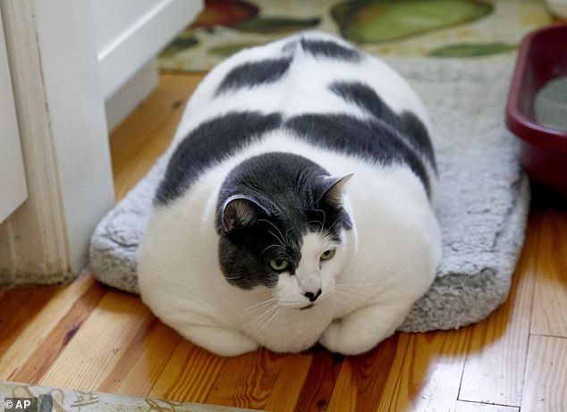 A 40-pound moggy named Patches (pictured) - dubbed the world's fattest cat - has finally been put on a diet by its new owner