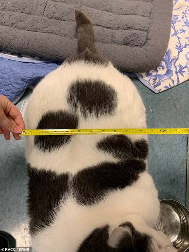 Pictured: A tape measure is held up against patches, showing that he's around 11-inches wide. After running diagnostic tests on Patches, the rescuers found that he was completely healthy - despite having to live in one of the rescue team's offices because he was too big for a cage