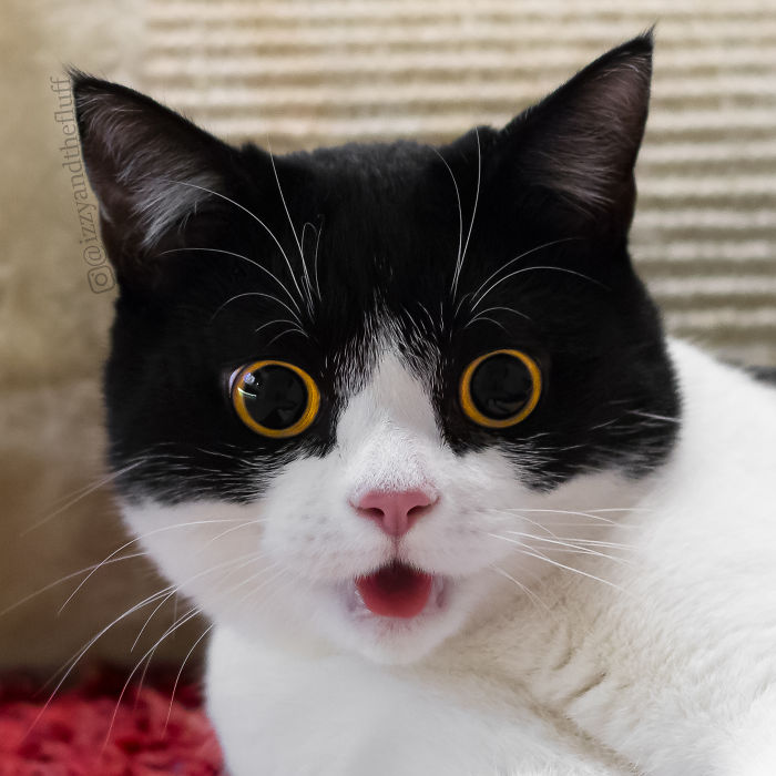 Introducing the Feline Star: Izzy and Her Remarkable Facial Expressions