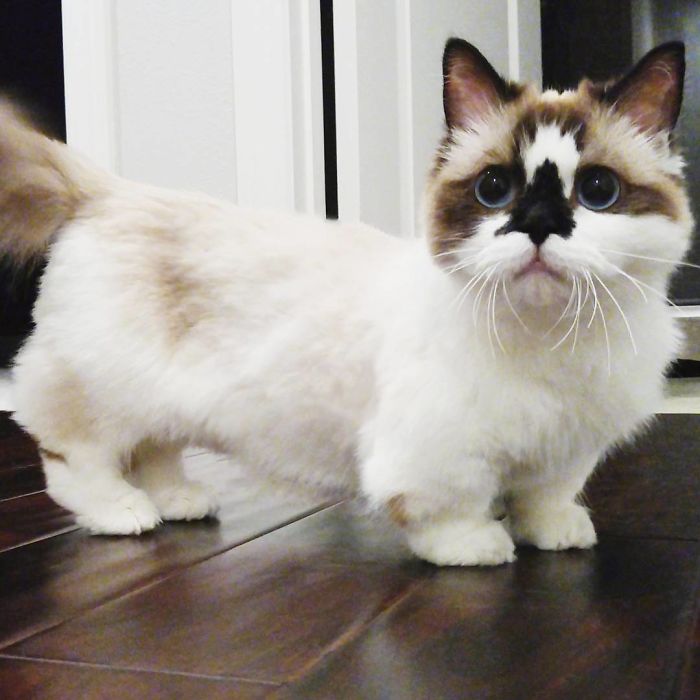 "Albert the Adorable Munchkin Cat: Discover the One-of-a-Kind "Skull" Nose and 450K Fans"
