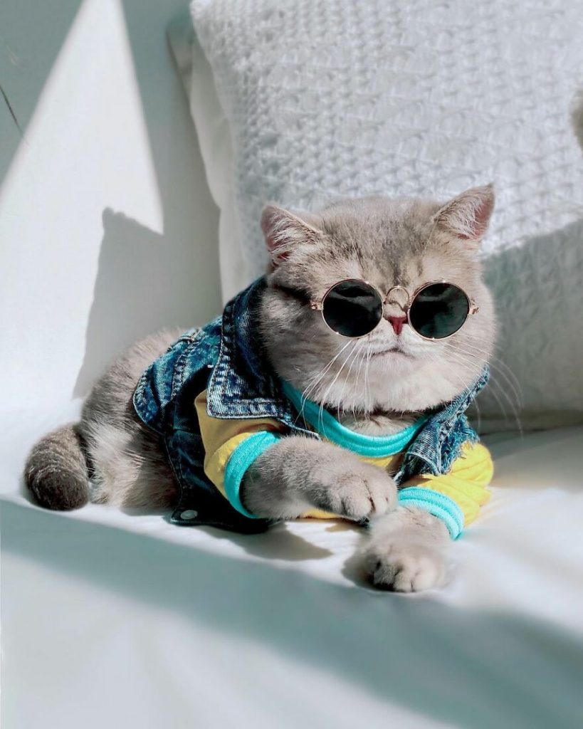 Cat Finds A New Home And Becomes An Instagram Model With Its Cute Outfits