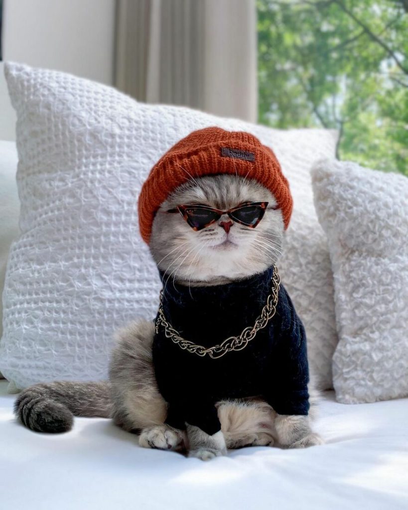 Cat Finds A New Home And Becomes An Instagram Model With Its Cute Outfits