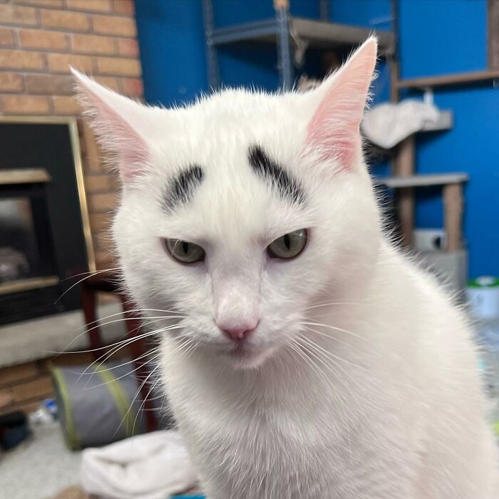 "Introducing Hénri: The Feline with Distinctive Brow Markings That Took the Internet by Storm"