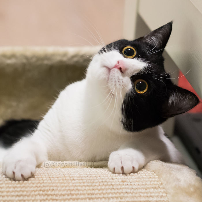 Introducing the Feline Star: Izzy and Her Remarkable Facial Expressions