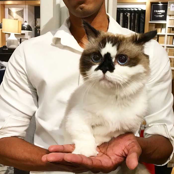 "Albert the Adorable Munchkin Cat: Discover the One-of-a-Kind "Skull" Nose and 450K Fans"