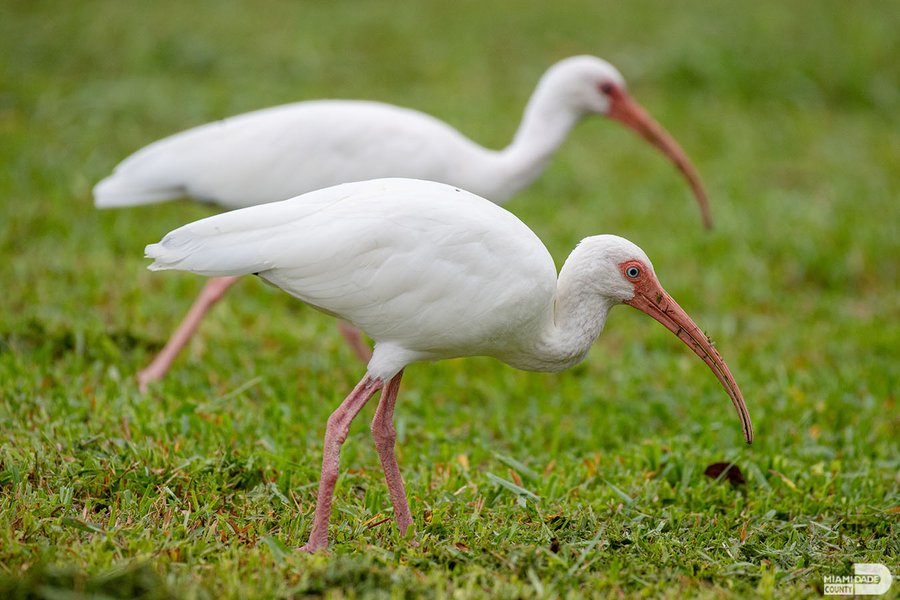 the inspiring journey to rescue the crested ibis – The Daily Worlds