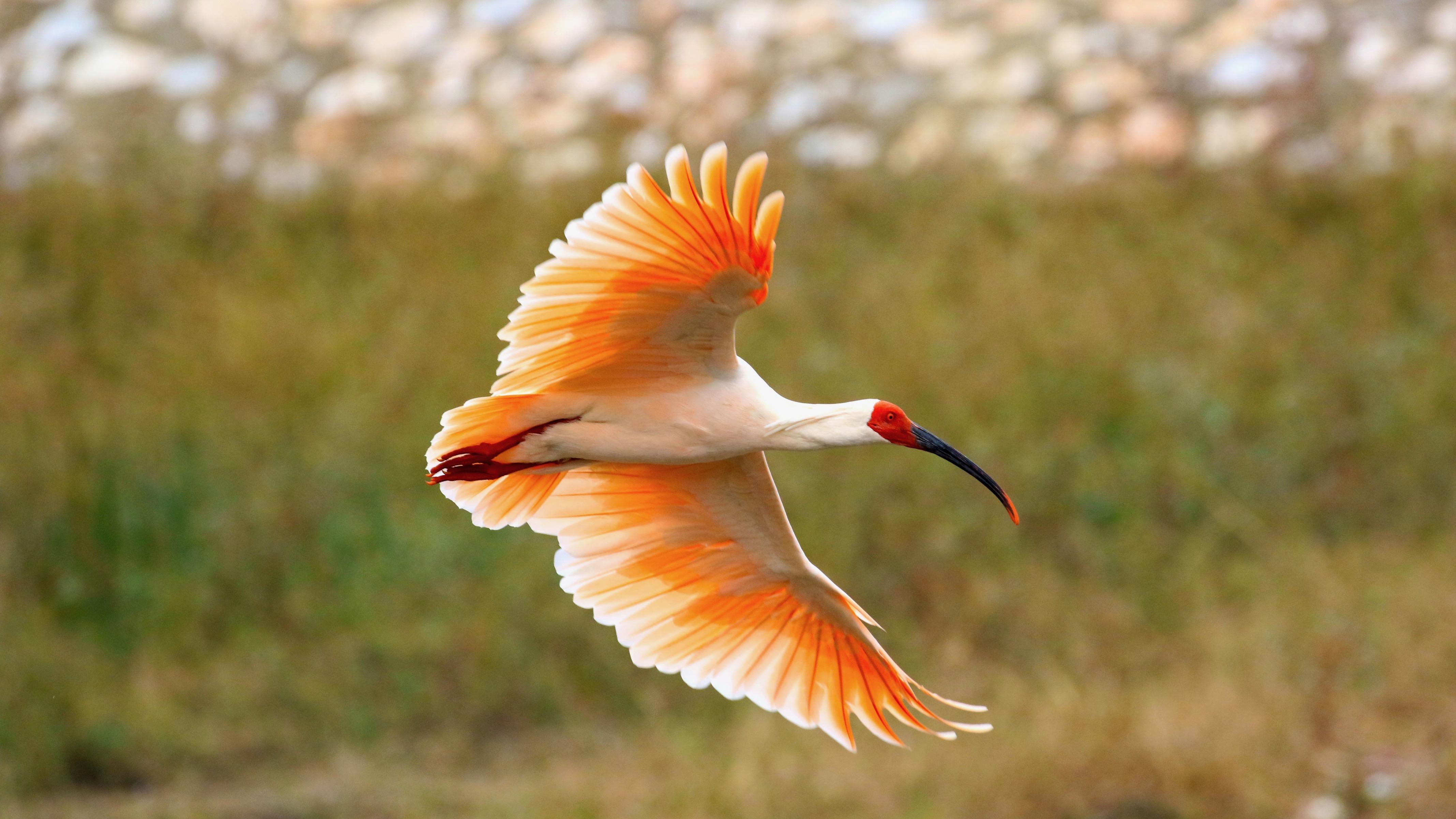 the inspiring journey to rescue the crested ibis – The Daily Worlds