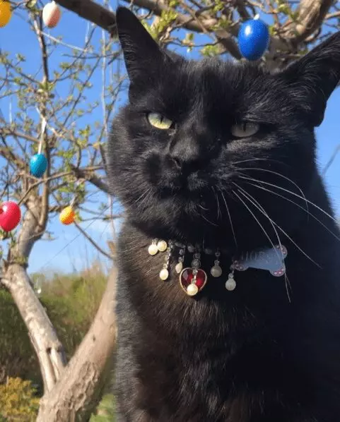 Horst: The Rescued Black Cat Who Became the Ruler of His Domain.NgocChau
