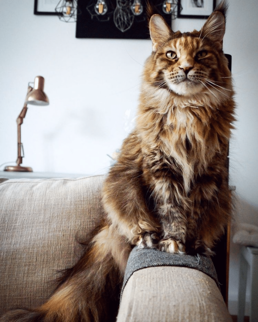 How German Kitties Aided Their Mama in Mastering the Art of Feline Photography