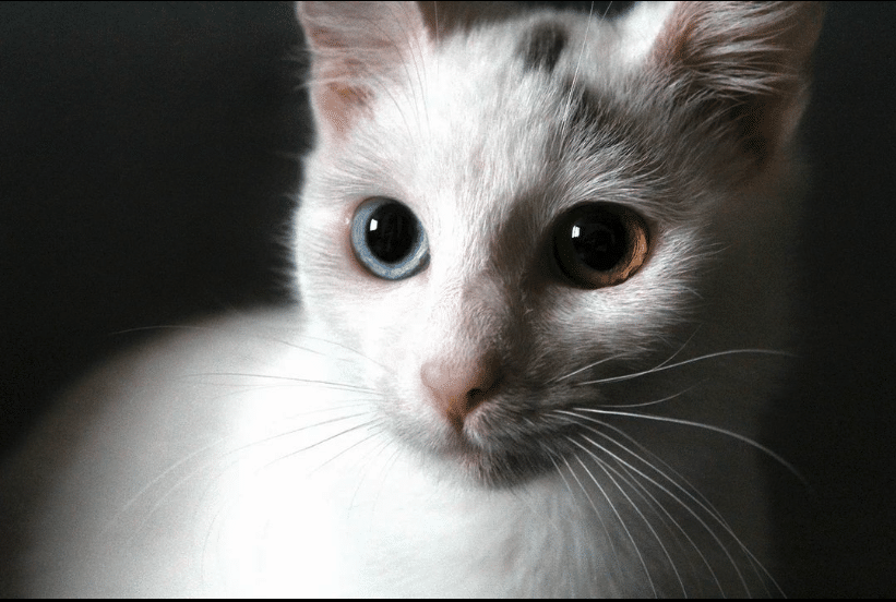 "Yuki, the Bulgarian Feline with a Ghostly Aura, is the Purrfect Addition to Your Family" - yeudon