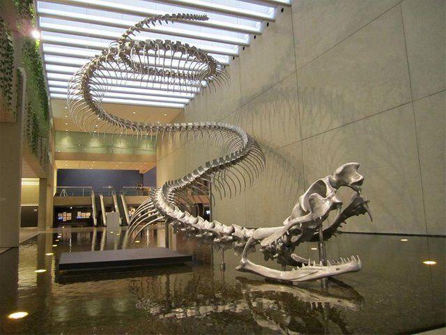These enormous snake fossils were found in Colombia and date to a time between 58 and 60 million years ago.
