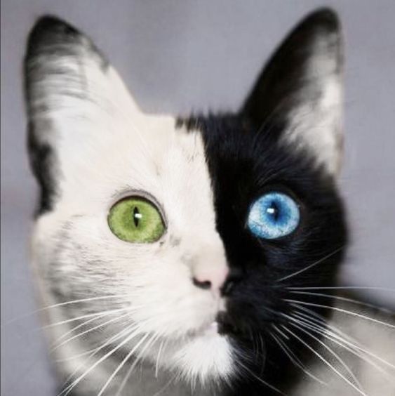 "10 Enchanting Cat Breeds That Will Steal Your Heart with their Beauty"