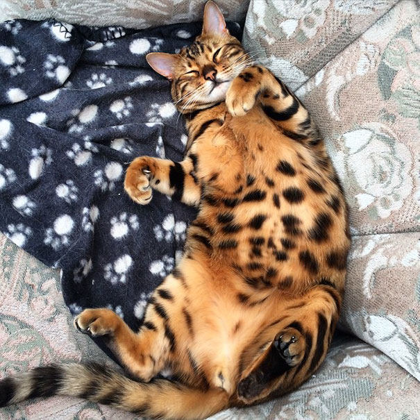 bengal-cat-spots-fur-thor-18