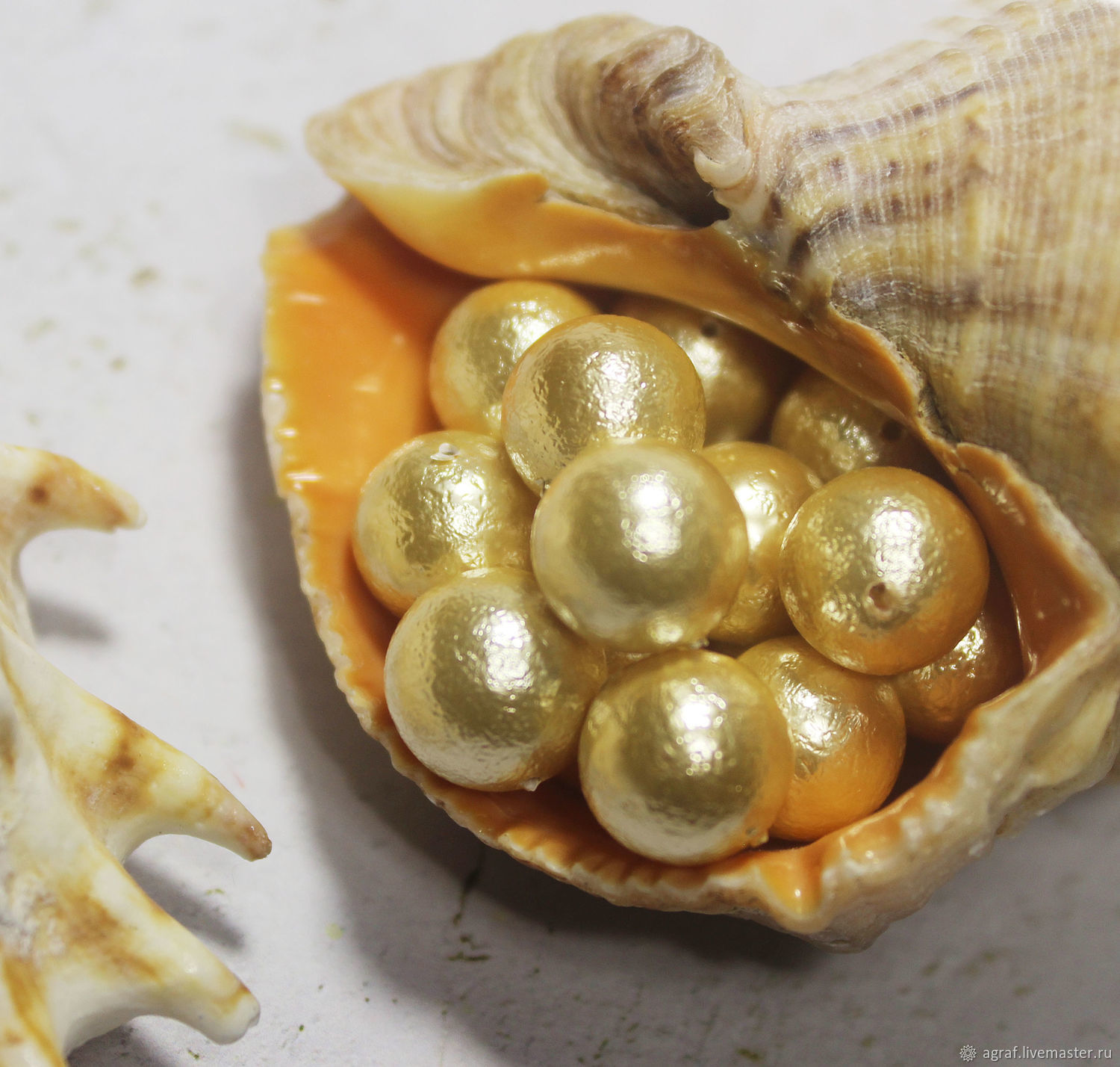Exploring pearls found in large shells - Amazing United State