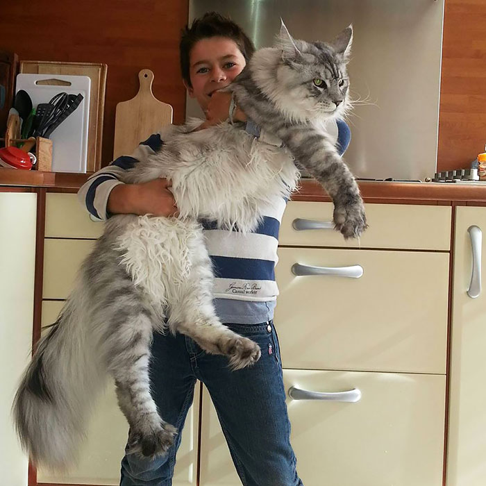 Maine Coon Cats: Giant Kitties With The Softest Character