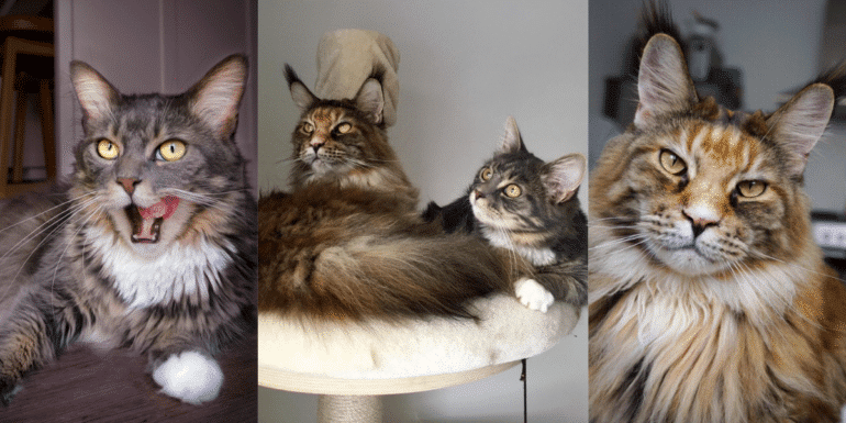 How German Kitties Aided Their Mama in Mastering the Art of Feline Photography