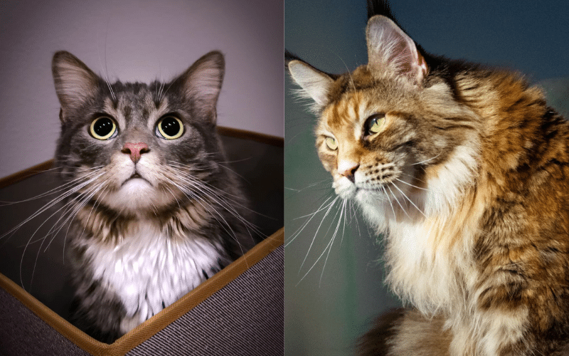 How German Kitties Aided Their Mama in Mastering the Art of Feline Photography