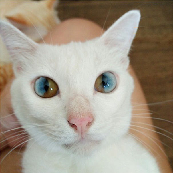 cat-eyes-different-colors-heterochromia-11
