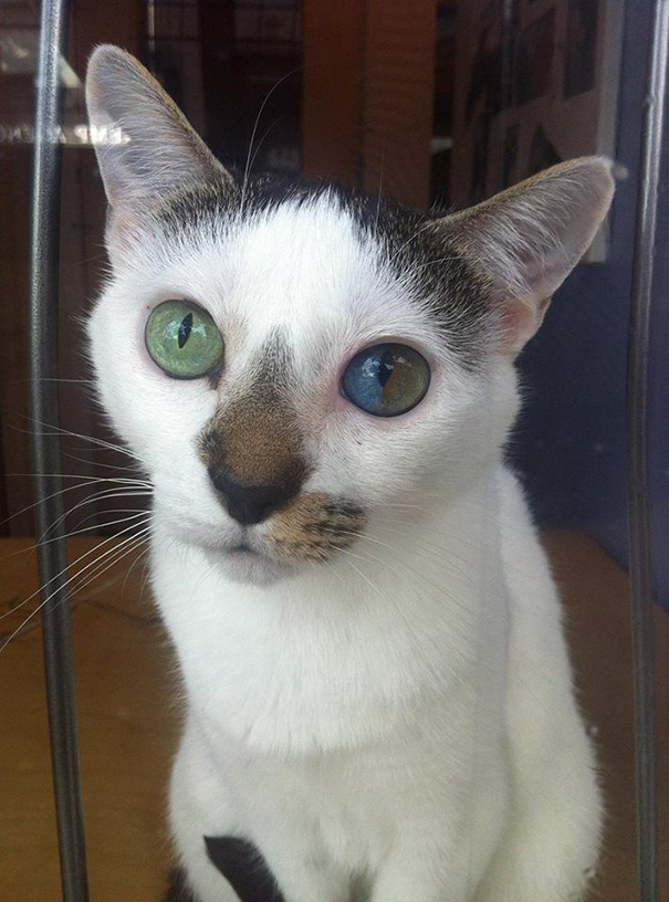 cat-eyes-different-colors-heterochromia-2