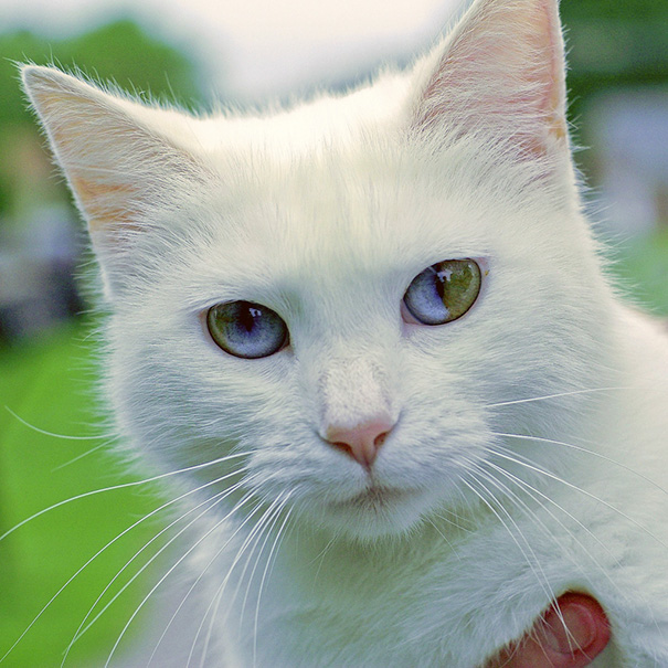 cat-eyes-different-colors-heterochromia-5