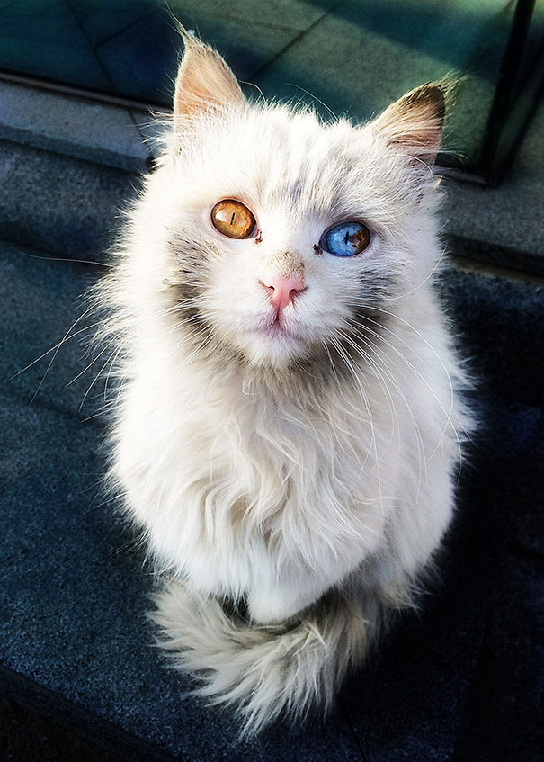 cat-eyes-different-colors-heterochromia-7