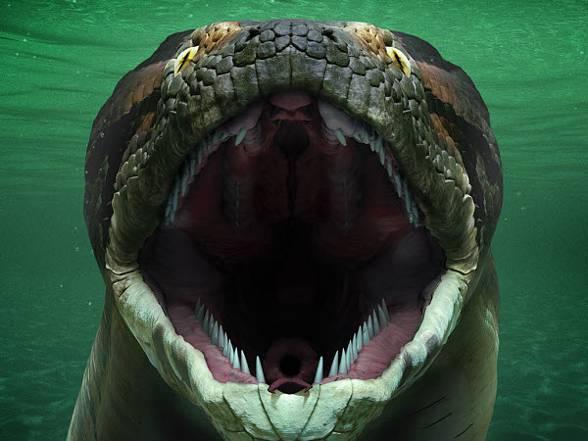 These enormous snake fossils were found in Colombia and date to a time between 58 and 60 million years ago.