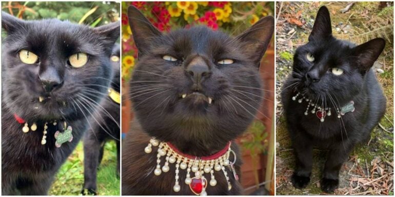 Horst: The Rescued Black Cat Who Became the Ruler of His Domain.NgocChau