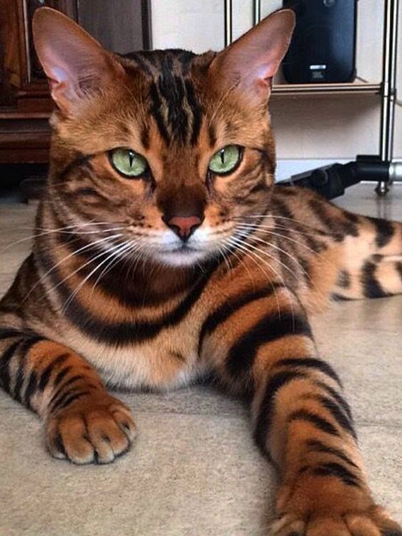 Get Mesmerized by the Stunning Spots of 14 Bengal Cats That Resemble Leopards