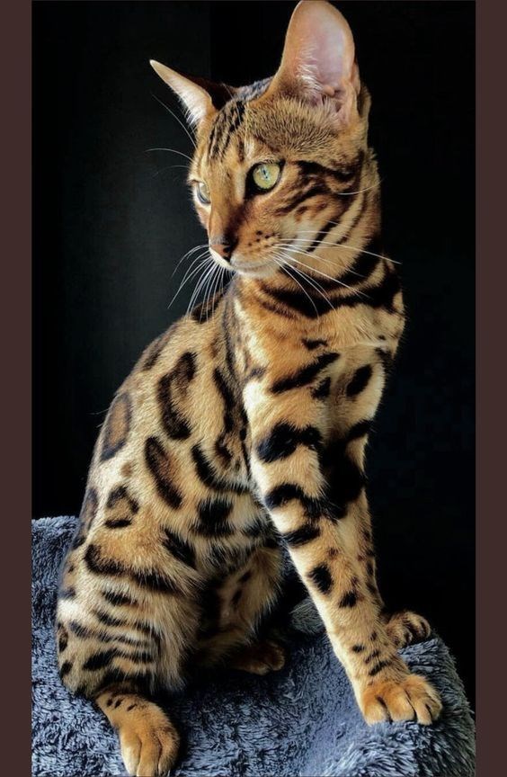 Get Mesmerized by the Stunning Spots of 14 Bengal Cats That Resemble Leopards