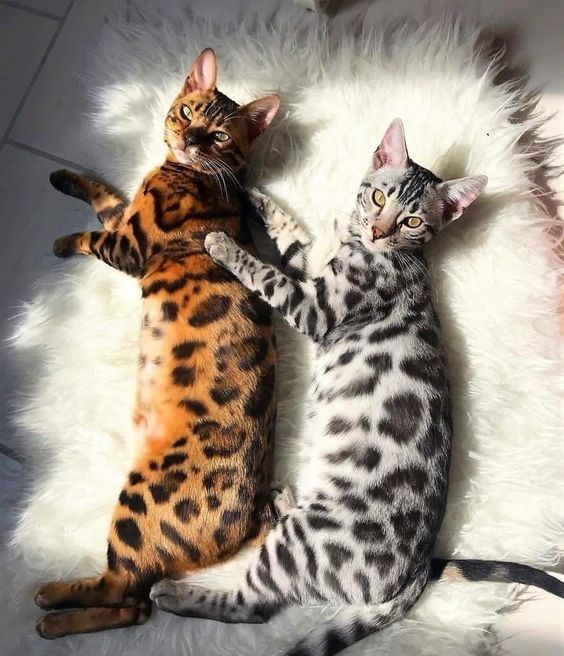 Get Mesmerized by the Stunning Spots of 14 Bengal Cats That Resemble Leopards