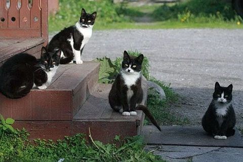 tuxedo cat - Cat