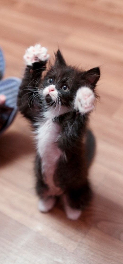 tuxedo cat - Cat