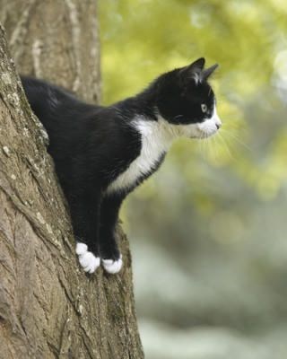 tuxedo cat - Cat
